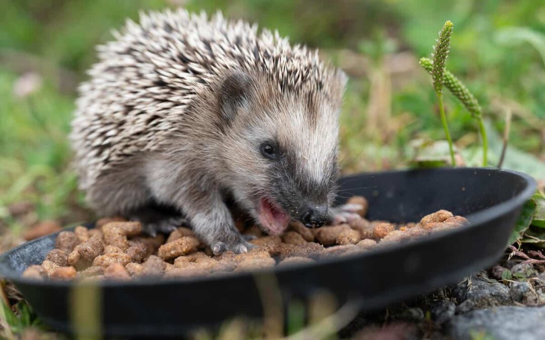 Igel frisst aus Schale. (c) WWF Sweden/Ola Jennersten