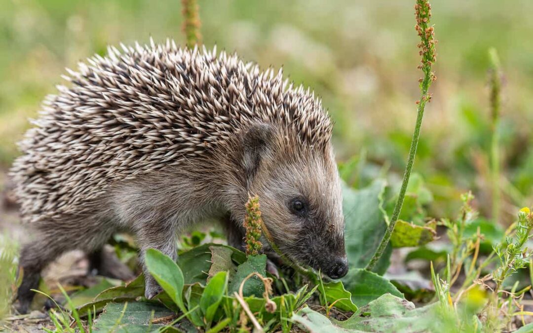 Igel auf einer Wiese. (c) WWF Sweden/Ola Jennersten