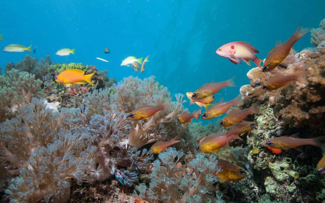 Korallenriffe. (c) Philipp Kanstinger/WWF