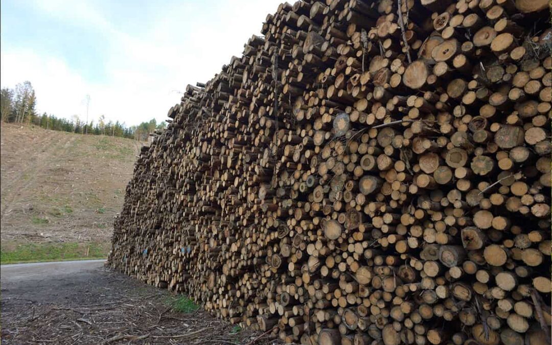 großer Holzstapel (c) Schickhofer