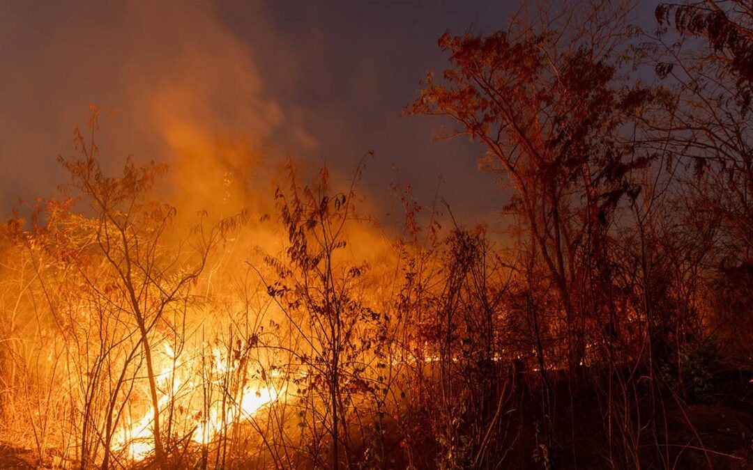 wwf-at_Cerrado_brennt(c)Myke Sena_WWF-Brazil (1)