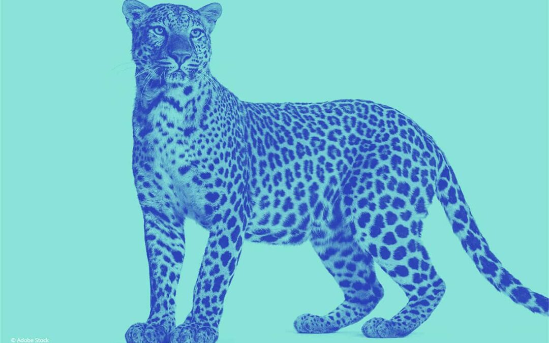 Leopard Jobausschreibung(c)AdobeStock_539703832