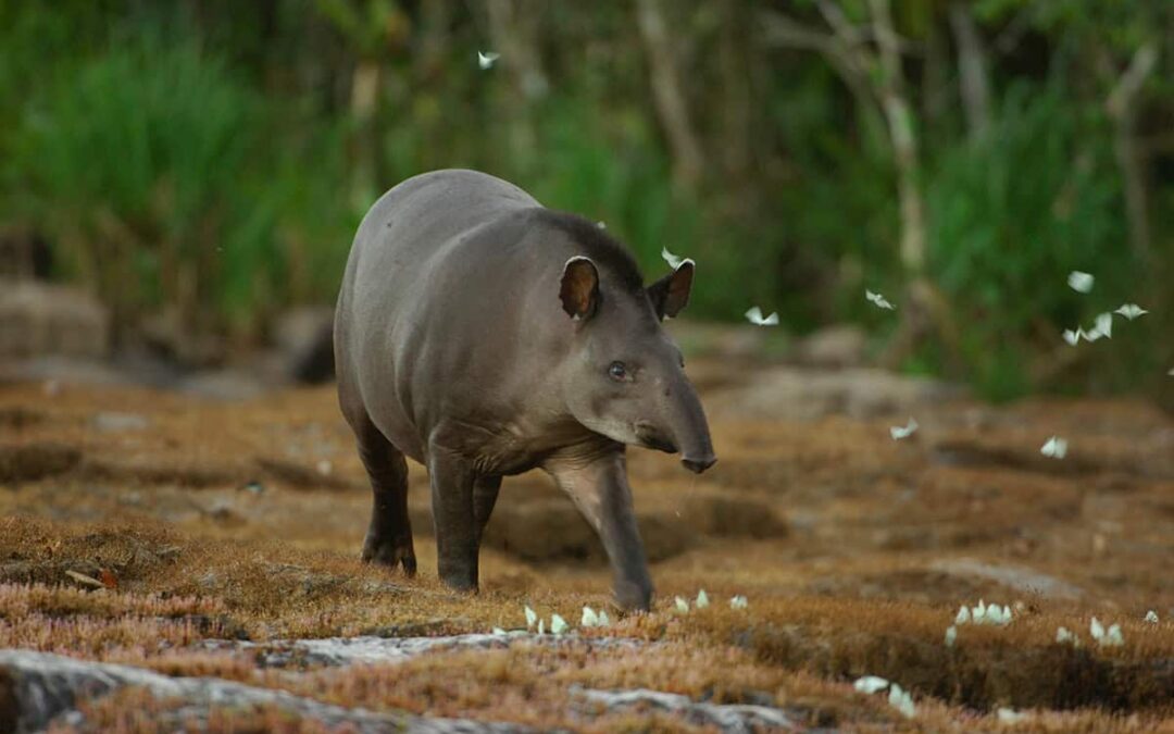 wwf-at_Tapir_Brasilien_(c)Zig Koch WWF