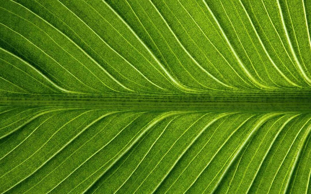 Struktur eines grünen Blattes in Nahaufnahme (c) AdobeStock_107727228_terezapa