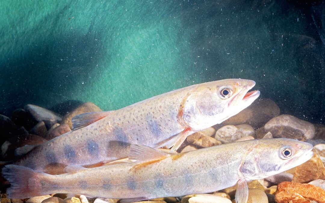 Zwei Huchen(c)W_Gamerith_4nature