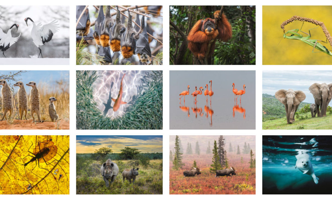 WWF-Jahreskalender 2025 Übersicht