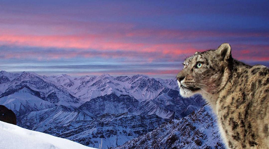 Schneeleopard in den Bergen des Himalayas
