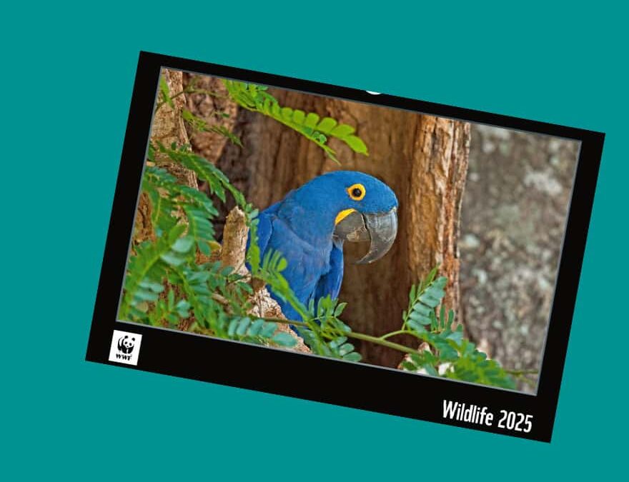 WWF-Jahreskalender 2025 Header mobile