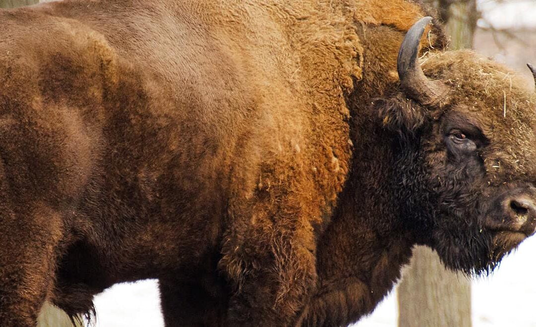 Wisent (c) peter fodor shutterstock