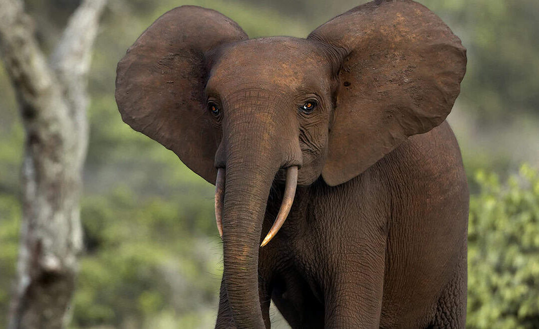Waldelefant (c) shutterstock zahorec