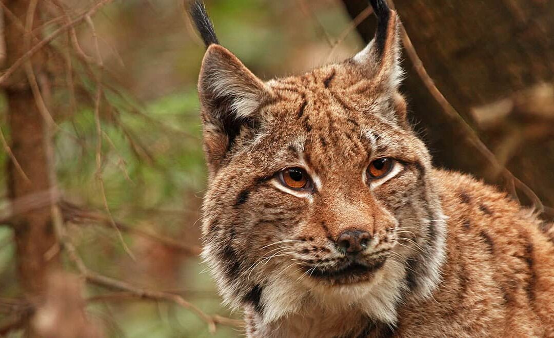 Luchs (c) Miha Krofel