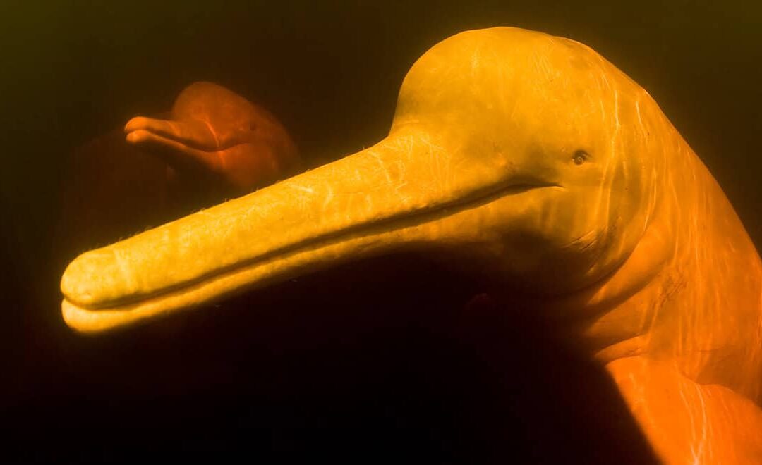 Flussdelfin (c) Mark Carwardine naturepl.com WWF