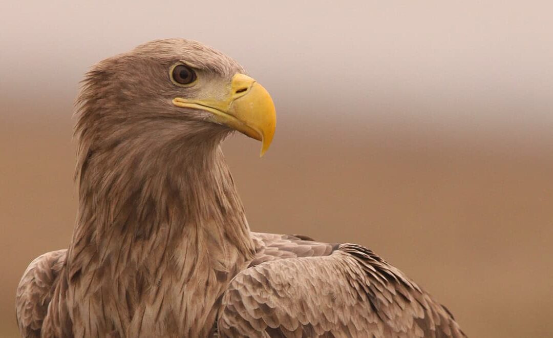 Seeadler in freier Natur