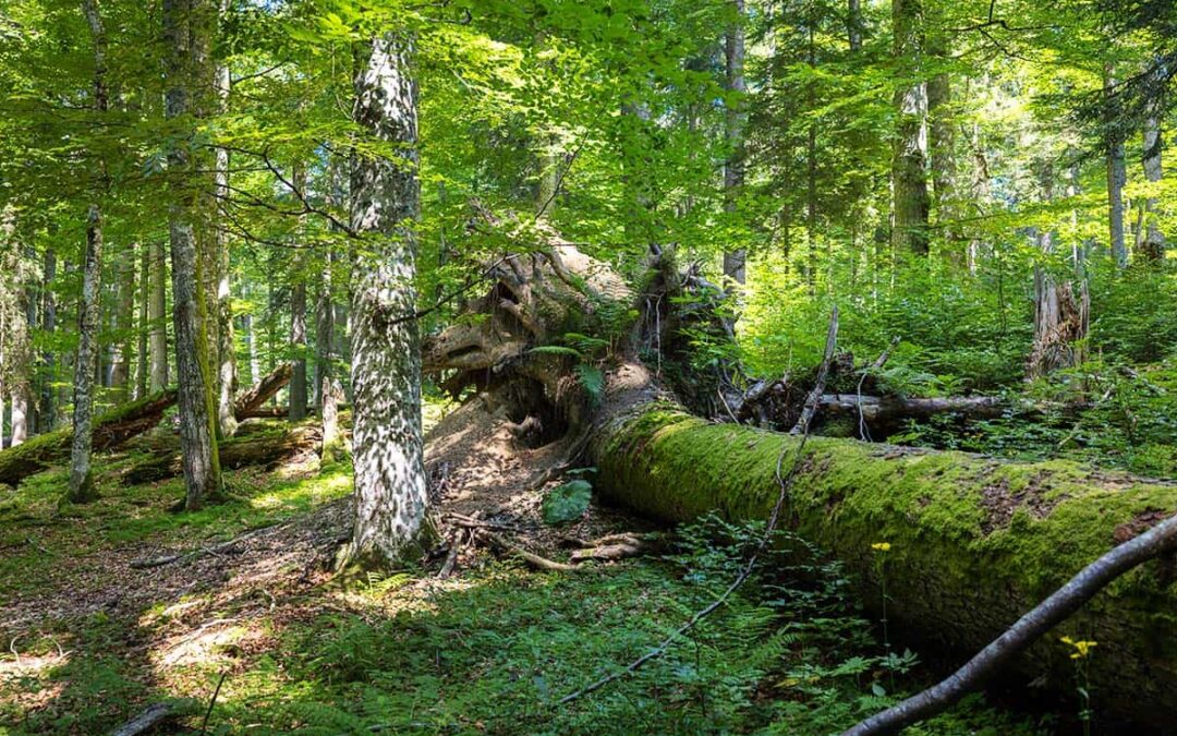Totholz im Wald (c) Christian Lendl