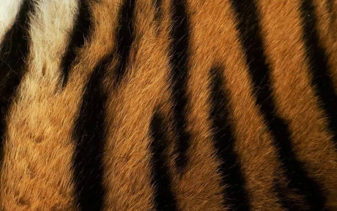 Tigerfell