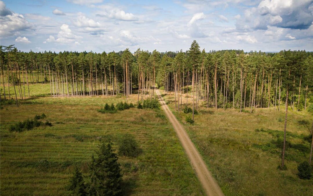 Straße führt in einen Forst (c) Christian Lendl