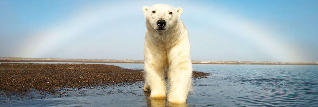 Eisbär (c) Steven Kazlowski nature.com