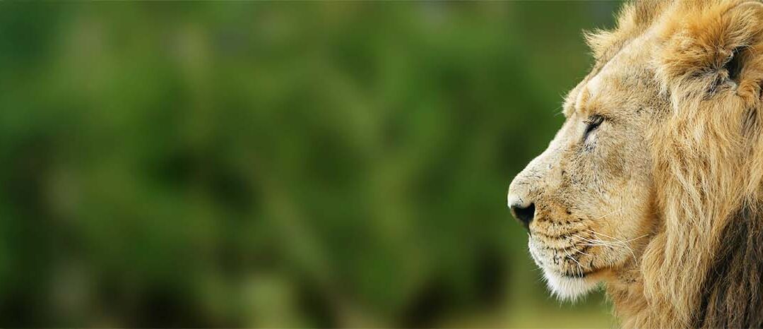 Löwe (c) AdobeStock Barry