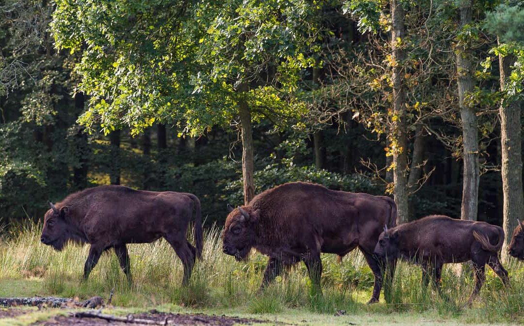 Wisent. (c) Ola Jennersten/WWF Sweden