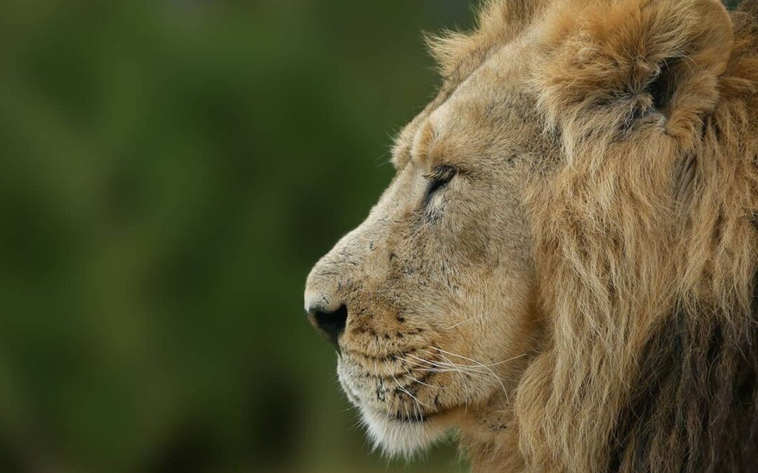 Löwe (c) Adobestock Barry