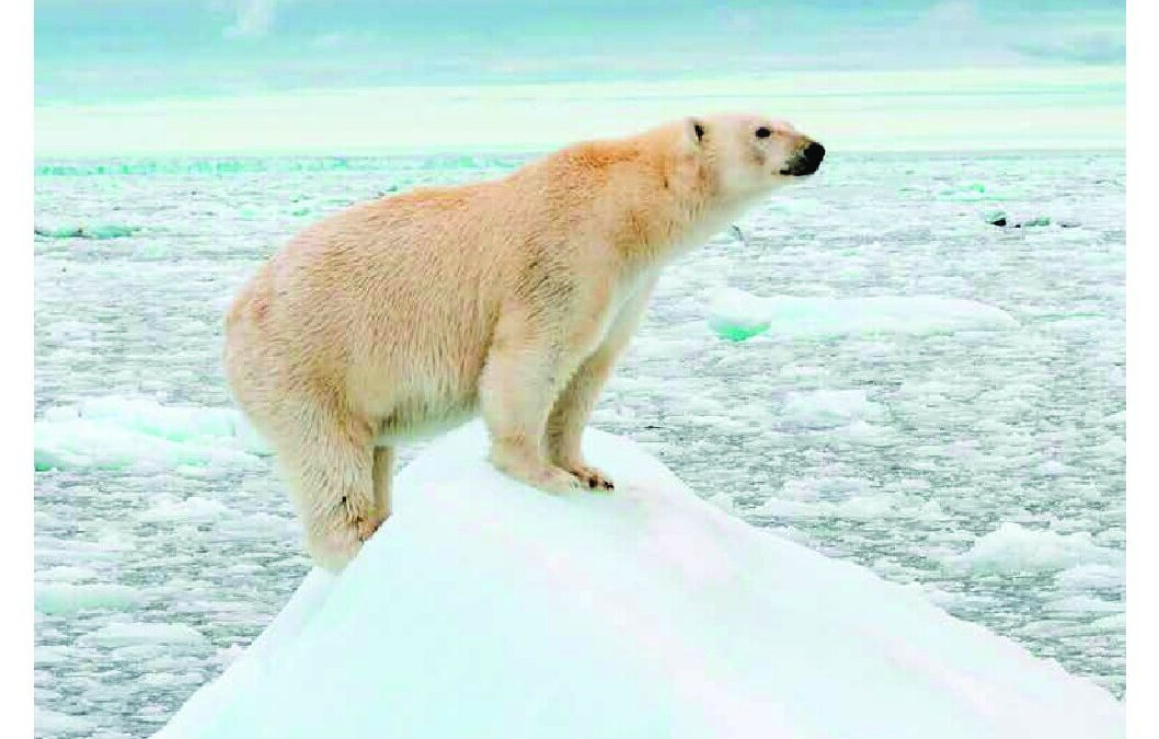 WWF-at_PANDA_MAGAZIN_2024_4