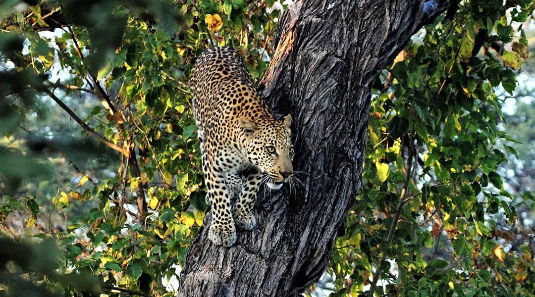 Leopard (c)_Linda Hoydic