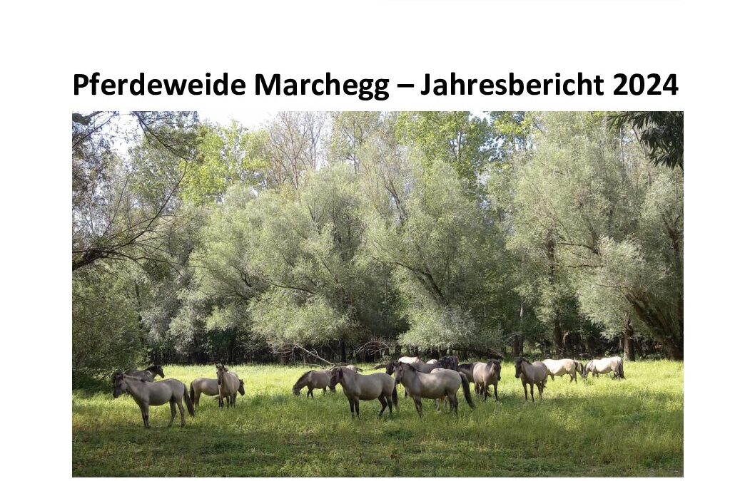Weidebericht Auenreservat Marchegg 2024