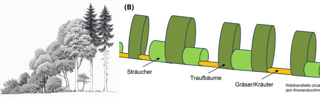 Stufen-Waldrand Modell (c) Schröder et al 2016