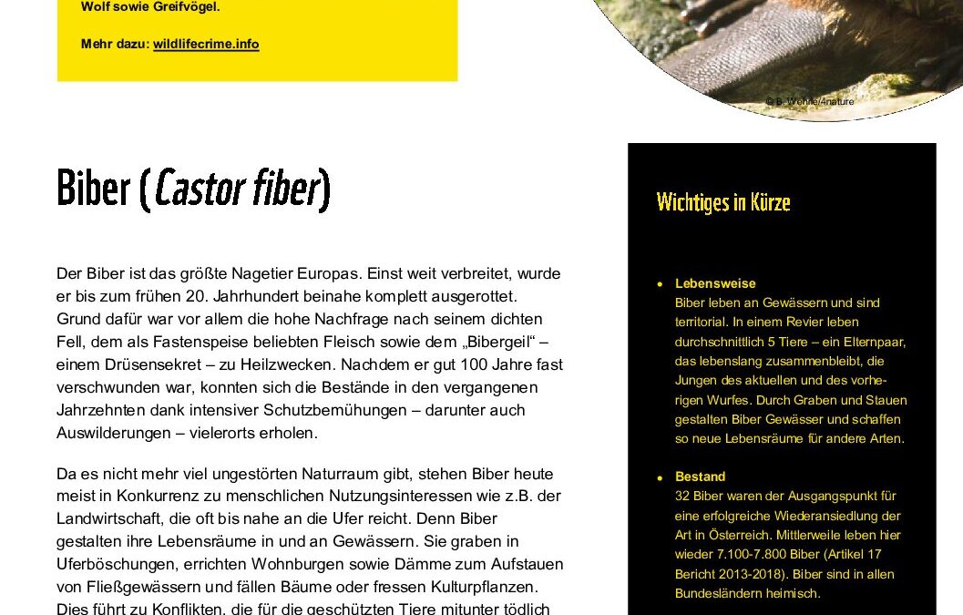 wildlifecrime factsheet Biber
