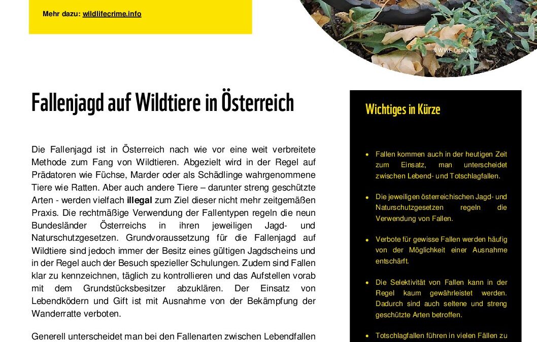 wildlifecrime factsheet Fallen