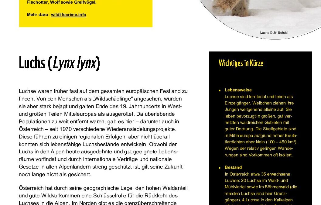 wildlifecrime factsheet Luchs