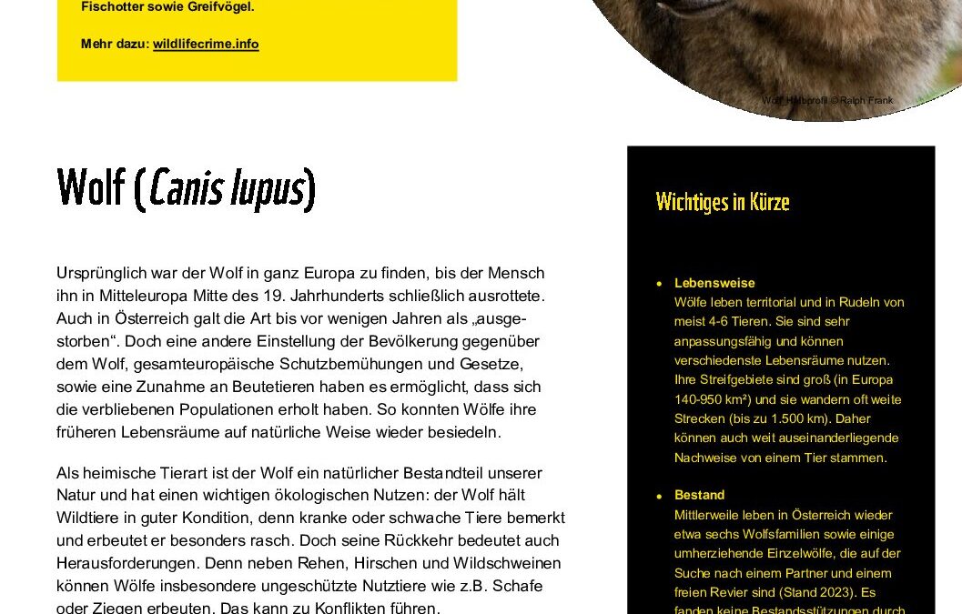 wildlifecrime factsheet Wolf