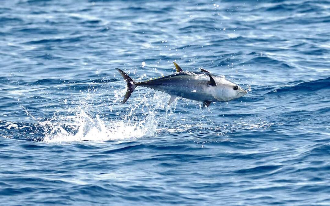 Atlantic bluefin tuna feeding in the Mediterranean Sea