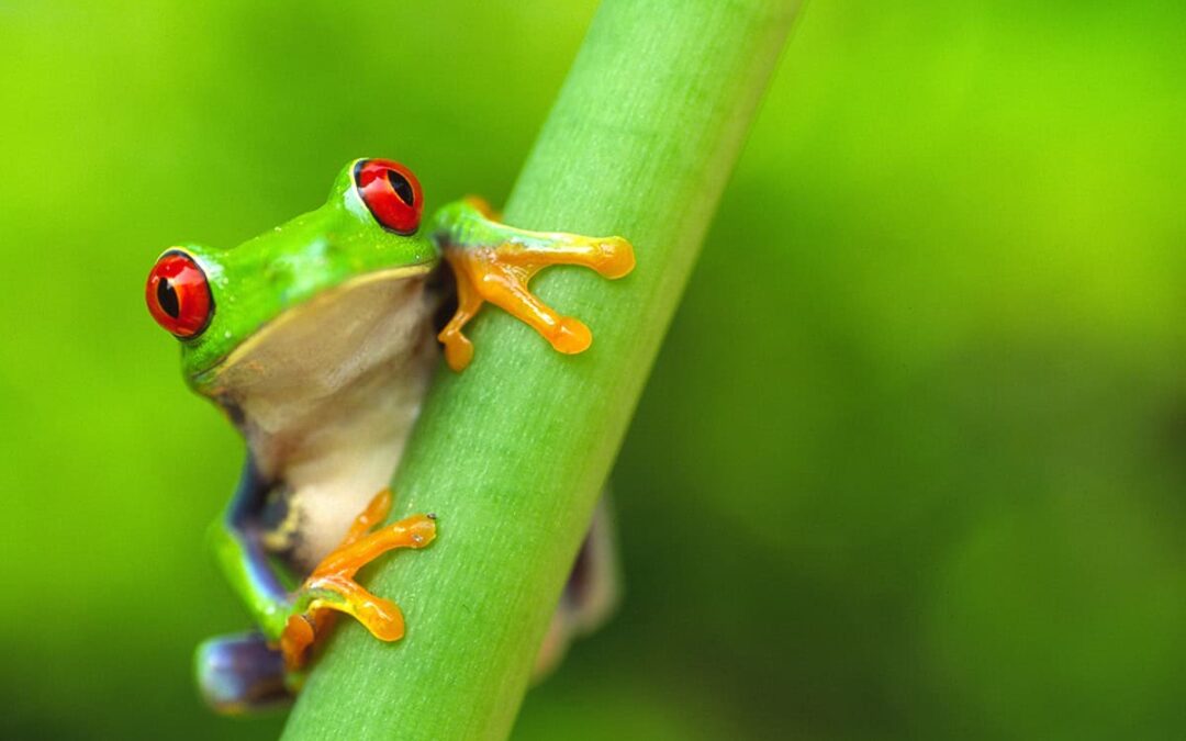 wwf-at_red_eyed_tree_frog_costa_rica_1200x800_natureplcom-Edwin-Giesbers-WWF-_WW22425-1