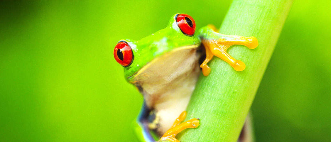 Red Eyed Tree Frog Costa Rica (c) naturepl.com  / Edwin Giesbers / WWF