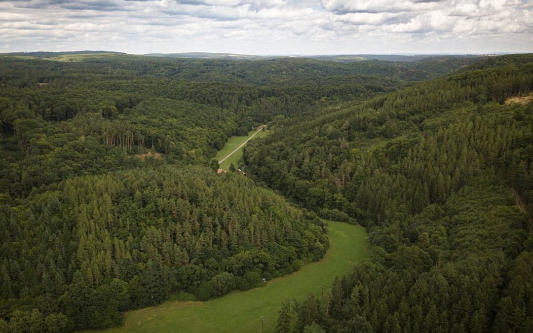 grüne Waldlandschaft (c) Christian Lendl