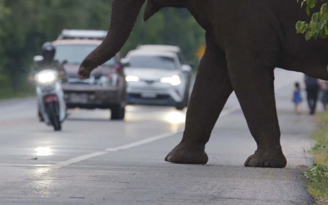 wwf-at_Startseite_Elefant_Straße_(c)Neil Challis WWF
