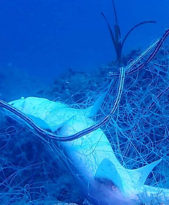 wwf-at_Molat_Netz_Startseite-mobil_(c)Danijel Kanski