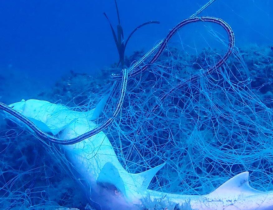 wwf-at_Molat_Netz_Startseite-tablet_(c)Danijel Kanski