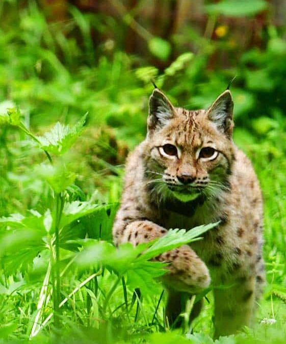 wwf-at_Luchs_Startseite-mobil_(c)Moritz Klose10