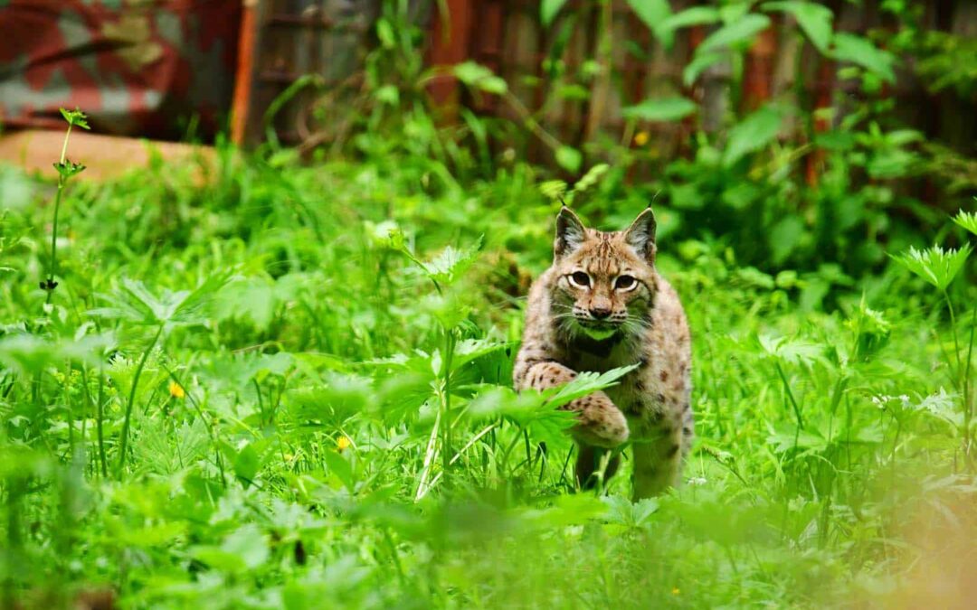wwf-at_Luchs_Startseite_(c)Moritz Klose10