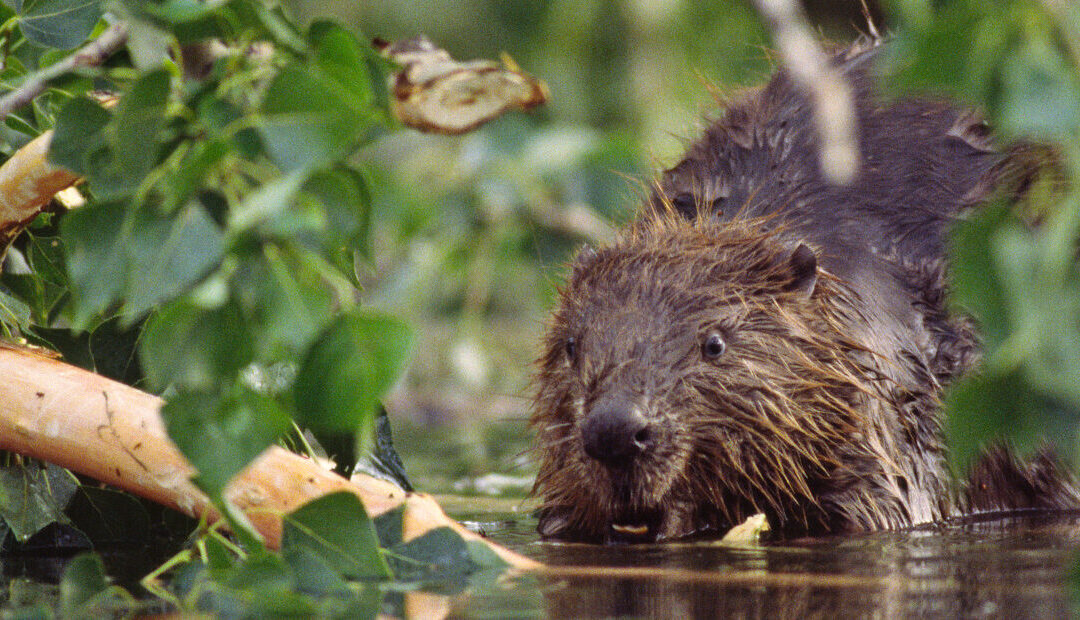 Nasser Biber in Gewässer