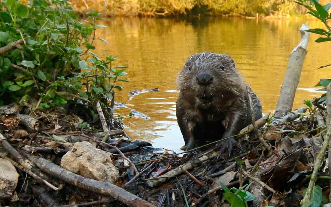 Nasser Biber auf Damm (c) Joshua Harris / WWF-UK