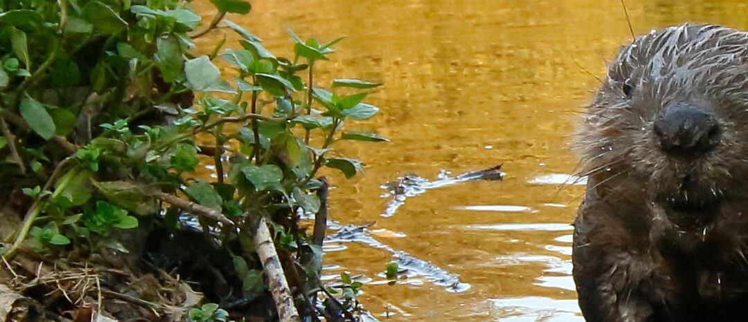 Nasser Biber auf Damm