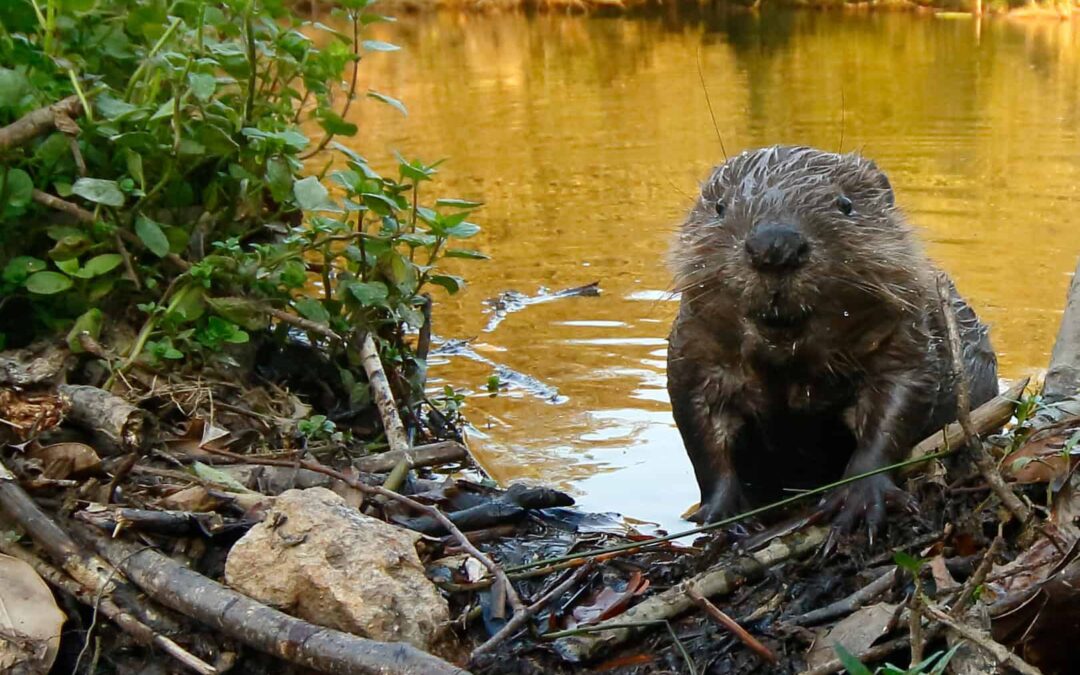 Nasser Biber auf Damm