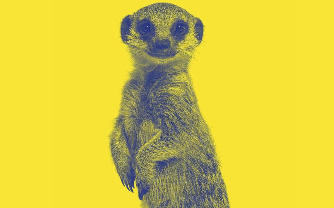 Erdmännchen auf gelbem Hintergrund (c) AdobeStock_634874509