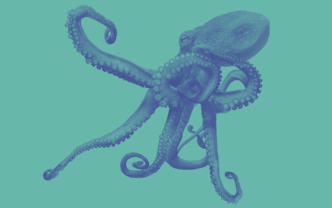 Krake auf blauem Hintergrund (c) AdobeStock_539196249