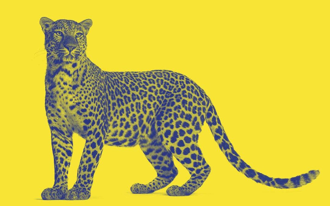 Leopard auf gelbem Hintergrund (c) AdobeStock 539703832