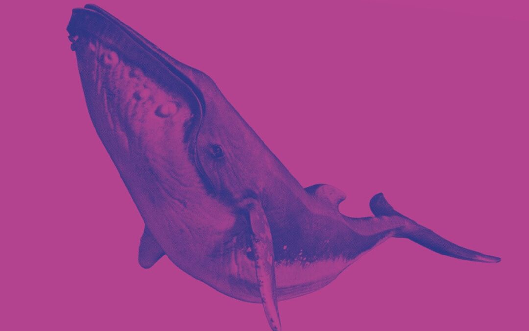 Wal auf purpurenem Hintergrund (c) AdobeStock_124174060