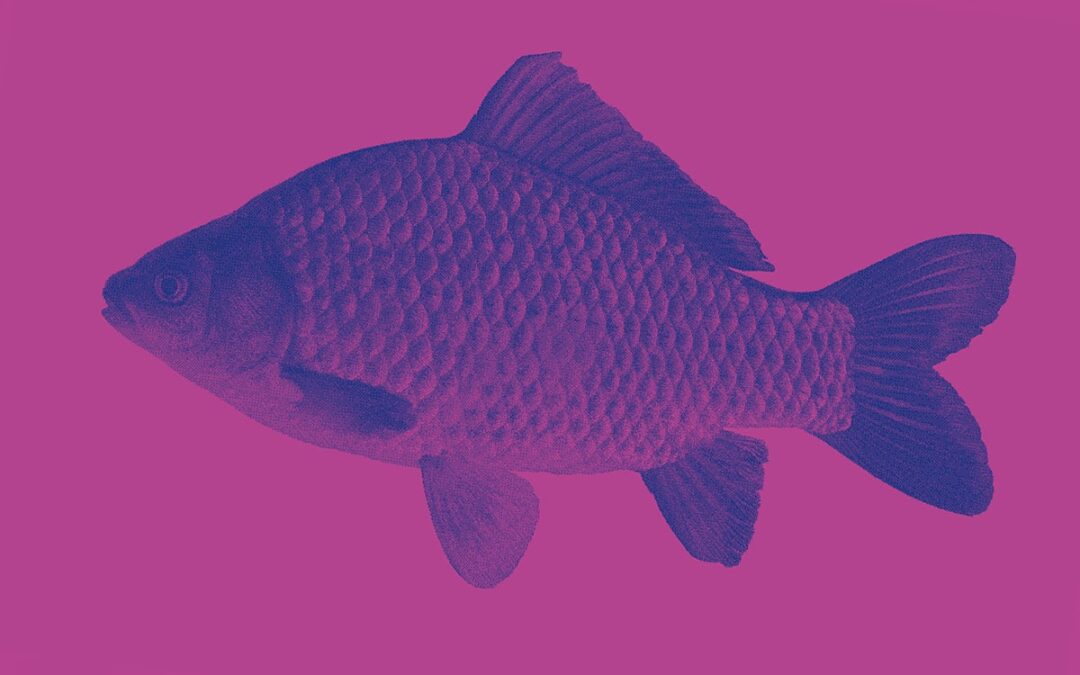 Fisch auf purpurenem Hintergrund (c) AdobeStock_265585073